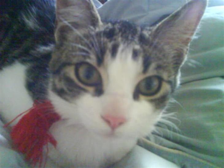 Huskat Freja *R.I.P* billede 1