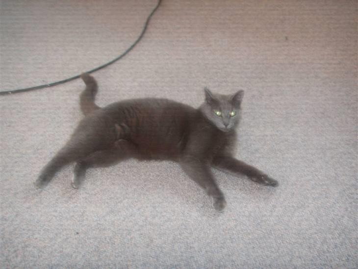 {{currentPhoto.altText}} billede {{currentPhoto.number}}