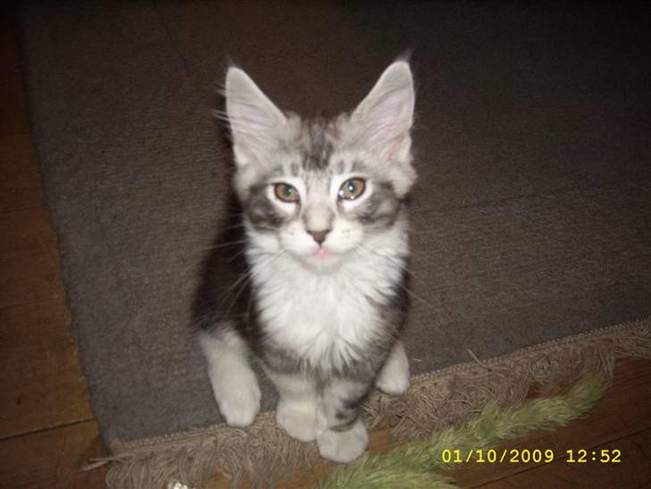 {{currentPhoto.altText}} billede {{currentPhoto.number}}