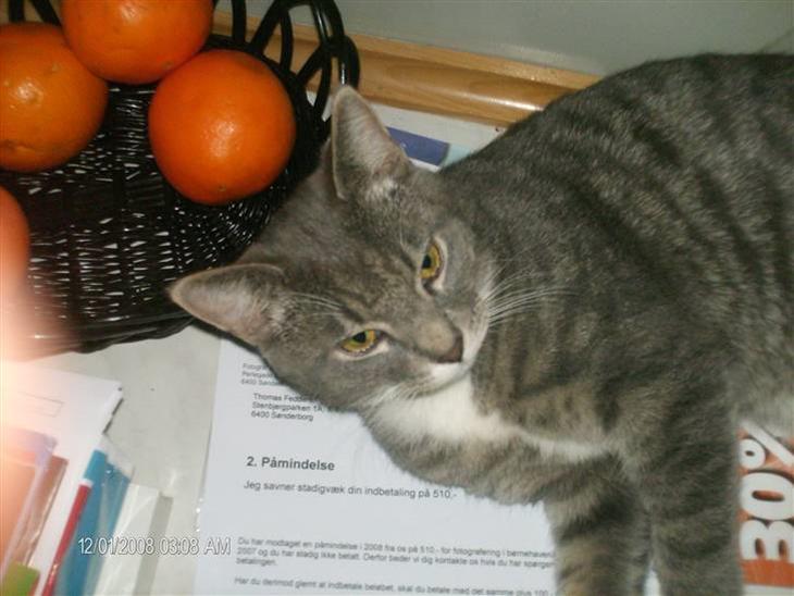 {{currentPhoto.altText}} billede {{currentPhoto.number}}