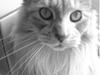 Maine Coon mille >SOLGT :(  <