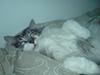Maine Coon bacardi