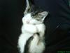 Huskat Tjald