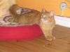 Maine Coon kia