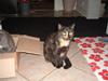 Blanding af racer Kitty