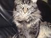 Maine Coon Mirco