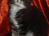 Maine Coon Gumle - Mors Kat