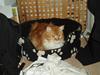 Maine Coon Winchester