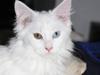 Maine Coon Da Vinci R.I.P [ Himmelkat]