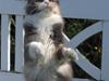 Maine Coon Spinner