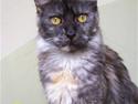 Maine Coon PANDORA