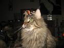 Maine Coon Belisha