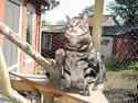 Huskat Felix