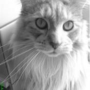 Maine Coon mille >SOLGT :( <