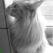 Maine Coon mille >SOLGT :( <