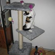 Huskat Pulle