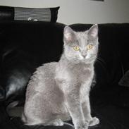 Huskat TULLE