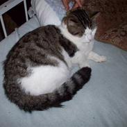 Huskat Tjald