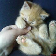 Huskat Oliver EFTERLYSES!!!
