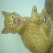 Huskat Oliver EFTERLYSES!!!