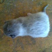 Huskat Ninnemis