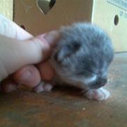 Huskat Ninnemis