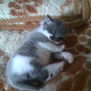 Huskat Ninnemis