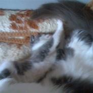 Huskat Ninnemis