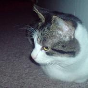 Huskat Oscar. • R.I.P •