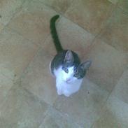 Huskat Oscar. • R.I.P •