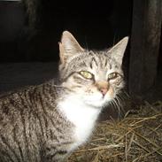Huskat Garfildt