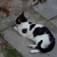 Blanding af racer Tilde<3 (R.I.P) :(