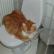 Maine Coon Winchester