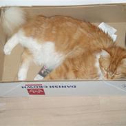 Maine Coon Winchester