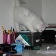 Maine Coon Snowflake