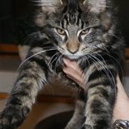 Maine Coon Coonfighters Bozzer