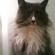 Maine Coon Nynne 