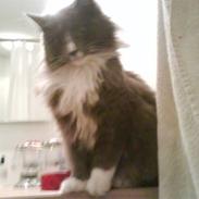 Maine Coon Nynne 