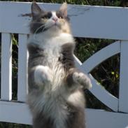 Maine Coon Spinner