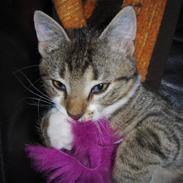 Huskat bastian