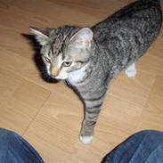 Huskat bastian
