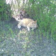 Blanding af racer tarzan