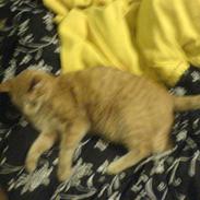 Blanding af racer tarzan