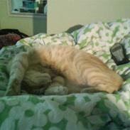 Blanding af racer tarzan