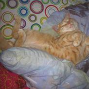 Blanding af racer tarzan