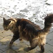 Maine Coon chewee