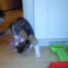 Blanding af racer lurifax