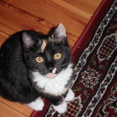 Huskat FredeBo's TulleRosa