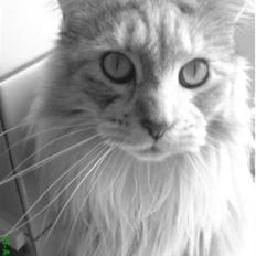 Maine Coon mille >SOLGT :(  <