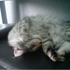 Maine Coon mille >SOLGT :(  <